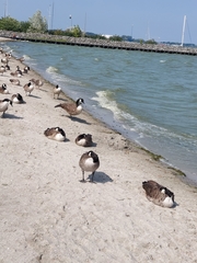 Branta canadensis