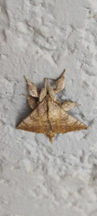 Ephoria marginalis