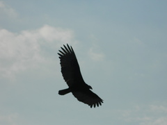Cathartes aura