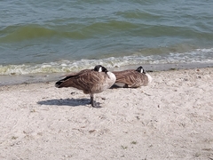 Branta canadensis