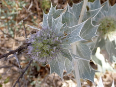 Eryngium maritimum