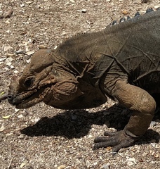 Cyclura cornuta