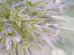 Eryngium maritimum