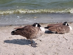 Branta canadensis