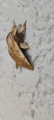 Ephoria marginalis