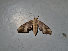 Marumba sperchius