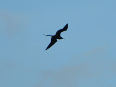 Fregata magnificens