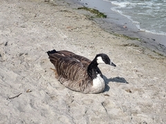 Branta canadensis
