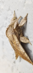 Ephoria marginalis
