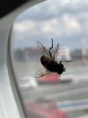 Eristalis tenax