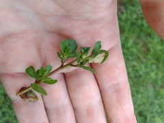 Schizocerella pilicornis