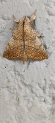 Ephoria marginalis