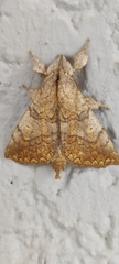 Ephoria marginalis