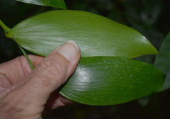 Agathis microstachya