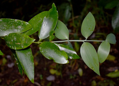 Agathis microstachya