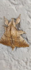 Ephoria marginalis