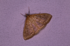 Crocidophora serratissimalis