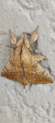 Ephoria marginalis