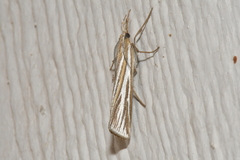 Thaumatopsis magnificus