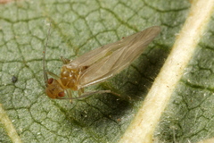 Valenzuela burmeisteri