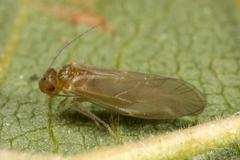 Valenzuela burmeisteri