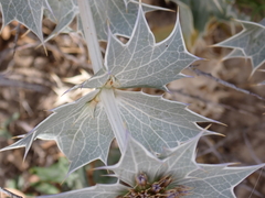 Eryngium maritimum