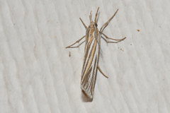 Thaumatopsis magnificus