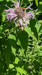 Bombus bimaculatus