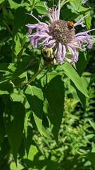 Bombus bimaculatus