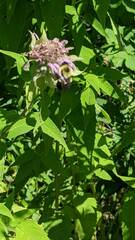 Bombus bimaculatus