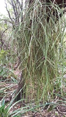 Rhipsalis floccosa