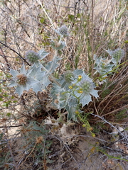Eryngium maritimum