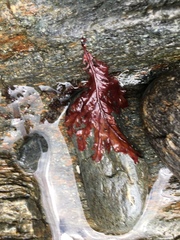 Phycodrys rubens