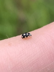 Hyperaspis festiva