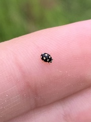 Hyperaspis festiva