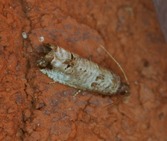 Notocelia culminana