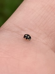 Hyperaspis festiva