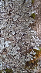 Parmelina pastillifera