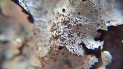 Parmelina pastillifera