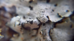 Parmelina pastillifera