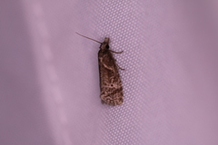 Phtheochroa