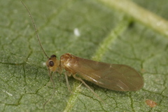 Valenzuela burmeisteri