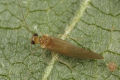 Valenzuela burmeisteri