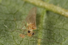 Valenzuela burmeisteri