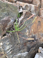 Plantago maritima juncoides