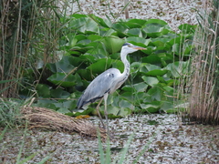 Ardea cinerea