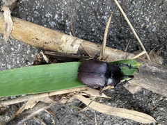 Eupatorus birmanicus