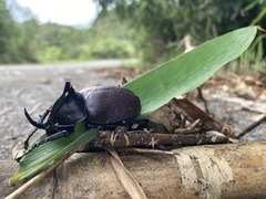 Eupatorus birmanicus
