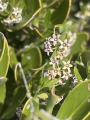 Astephanus triflorus