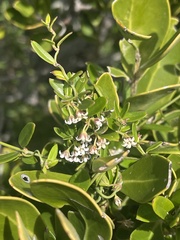 Astephanus triflorus